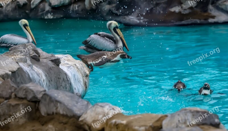 Penguins Nature Water Park Zoo