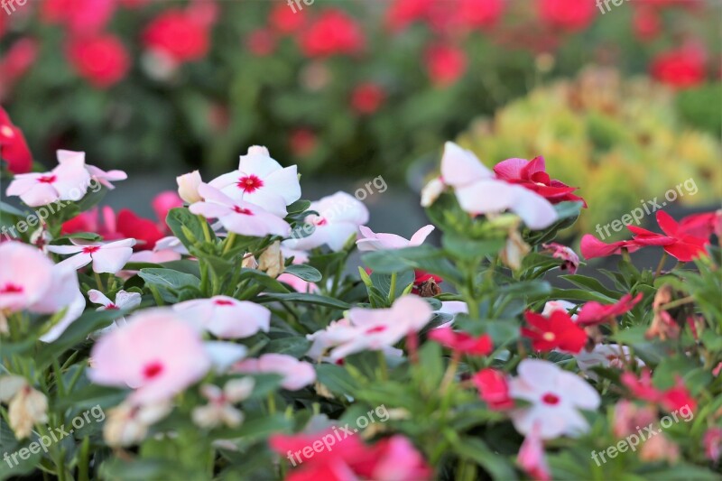 Periwinkle Catharanthus Roseus Flowers Garden White Petals