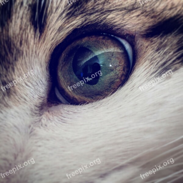 Cat Cat Eye Eye Close Up Animal