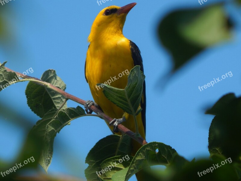 Nature Birds Oriole Summer Free Photos