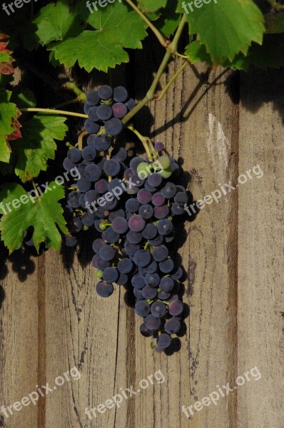 Wine Nature Grapes Vine Summer