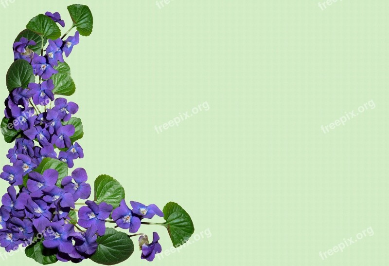 Greeting Card Background Violets Postcard Flowers