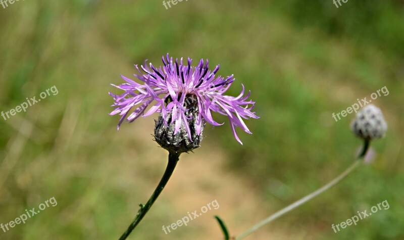 Field Bloom Meadow Flower Summer Nature