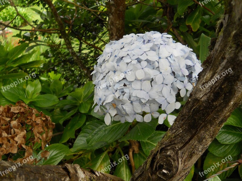 Hydrangeas Flora Costa Rica Flowers Free Photos