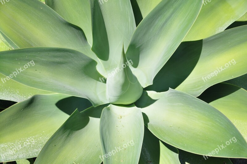 Plant Cactus Succulents Succulent Texture