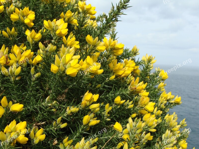 Broom Bush Yellow Free Photos