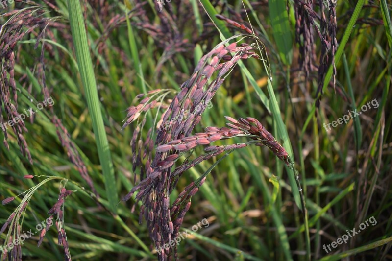 Rice Purple Brown Rice Rice Purple Rice Herbal