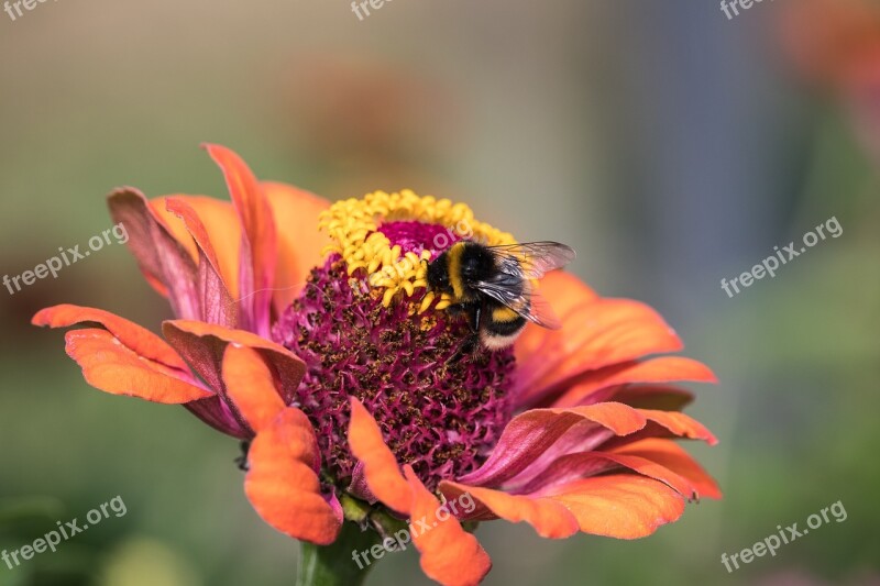 Hummel Insect Animal Blossom Bloom