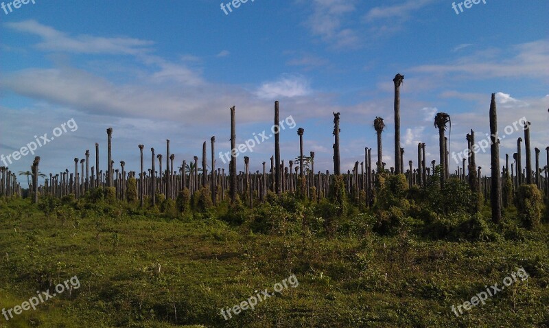 Palm Trees Trees Dead Cemetery Tropical