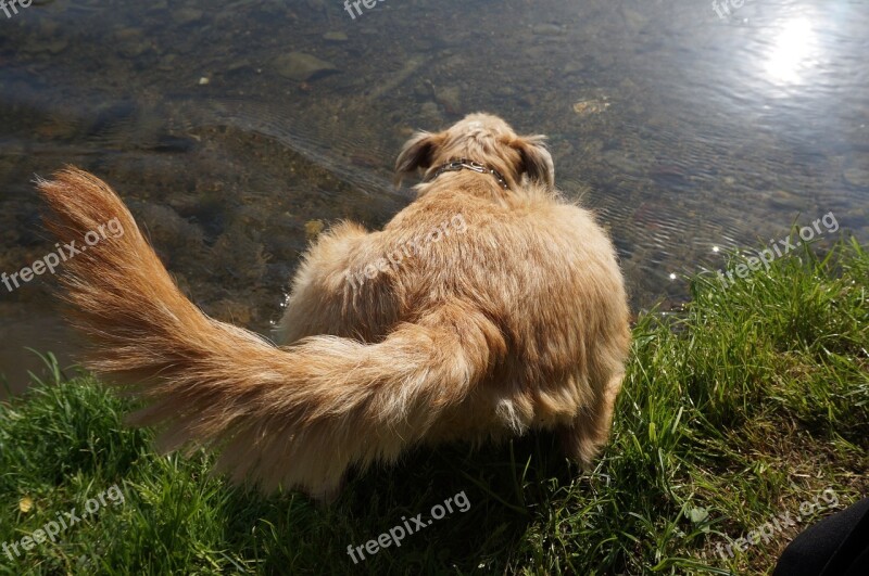 Reaching Hindsight Dog Water River