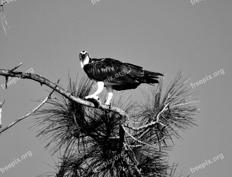 Osprey Bird Avian Wildlife Nature