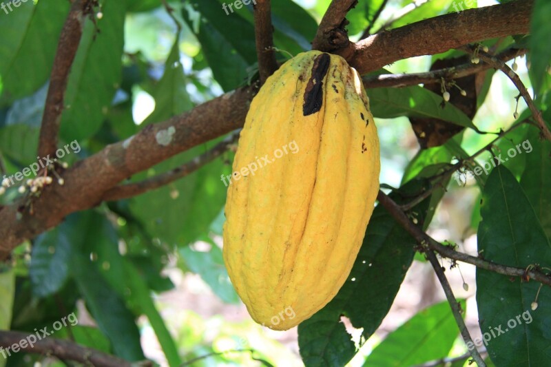 Cocoa Amazonia Ecuador Fruit Free Photos