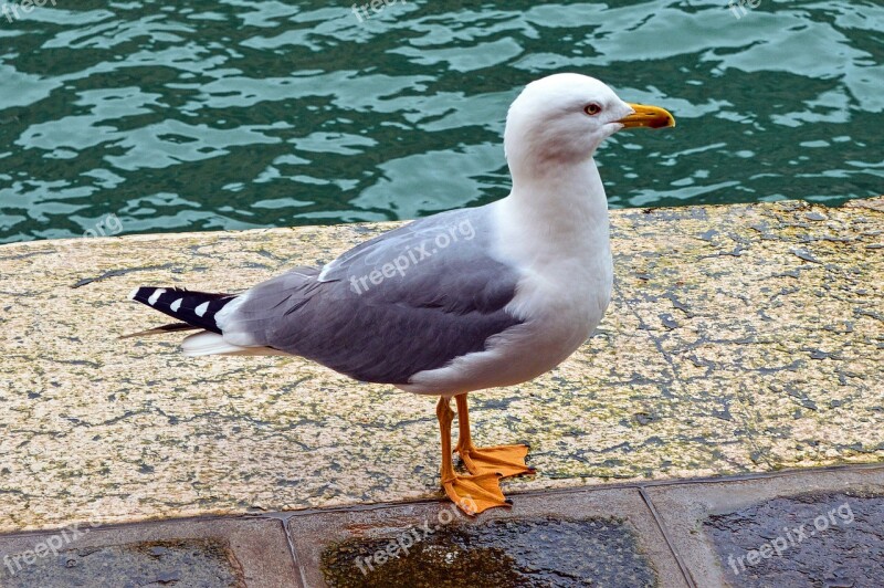 Bird Seagull Wings Gull Animal