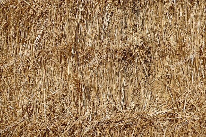 Straw Hay Harvest Agriculture Rural