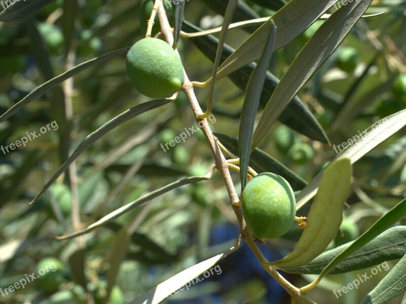 Olives Olive Tree Olive Garden Mediterranean Olive Leaf