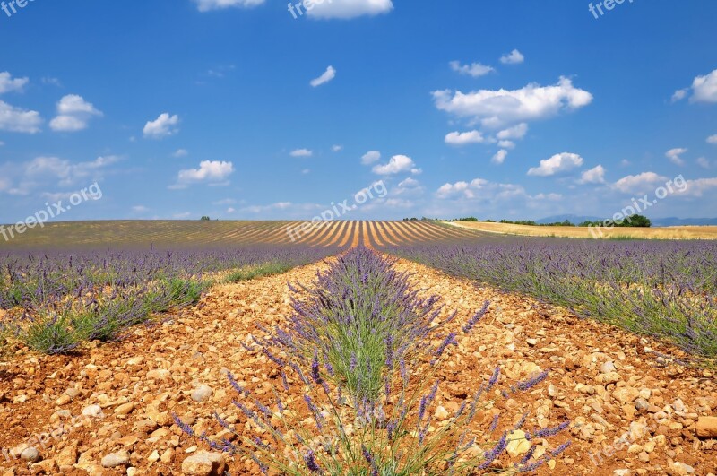 Nature Landscape Lavender Lavender Field Young Lavender