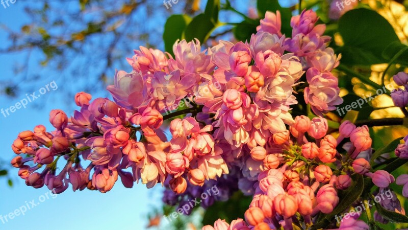 Spring Lilac Garden The Light Of The Sun The Sky