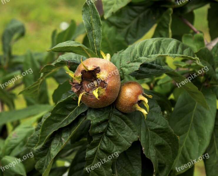 Medlar Wood Fruit Garden Nature