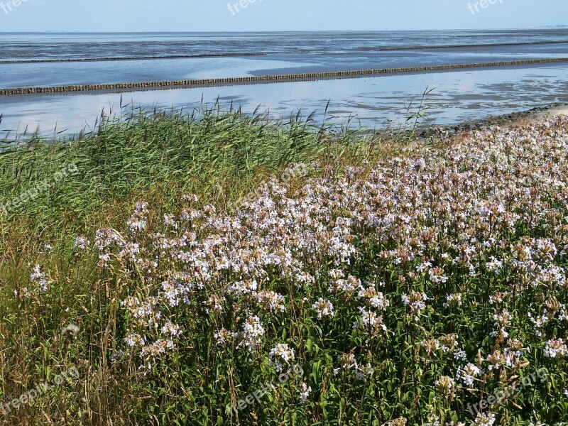 Watts Wadden Sea North Sea Coast Sea