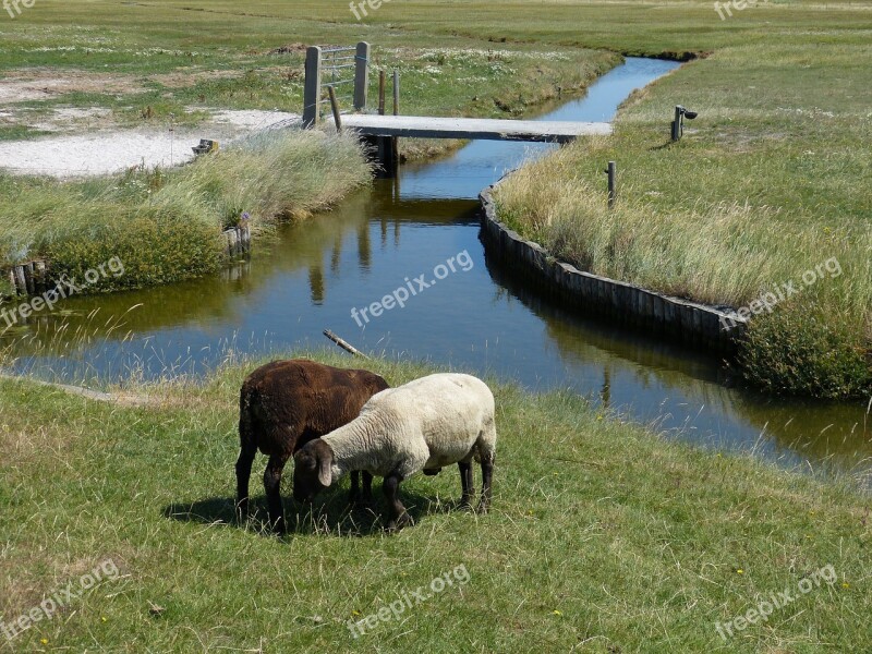 Hallig Hooge Terp Friesland North Sea