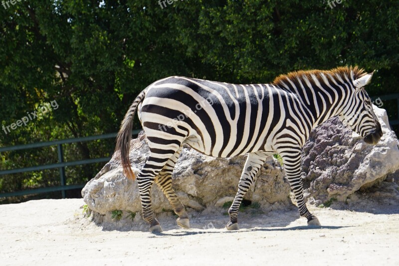 Zebra Animals Africa Stripes Safari