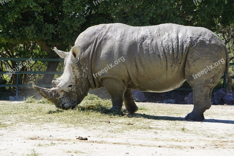 Rhinos Placental Mammals Black Rhino Africa Rhino