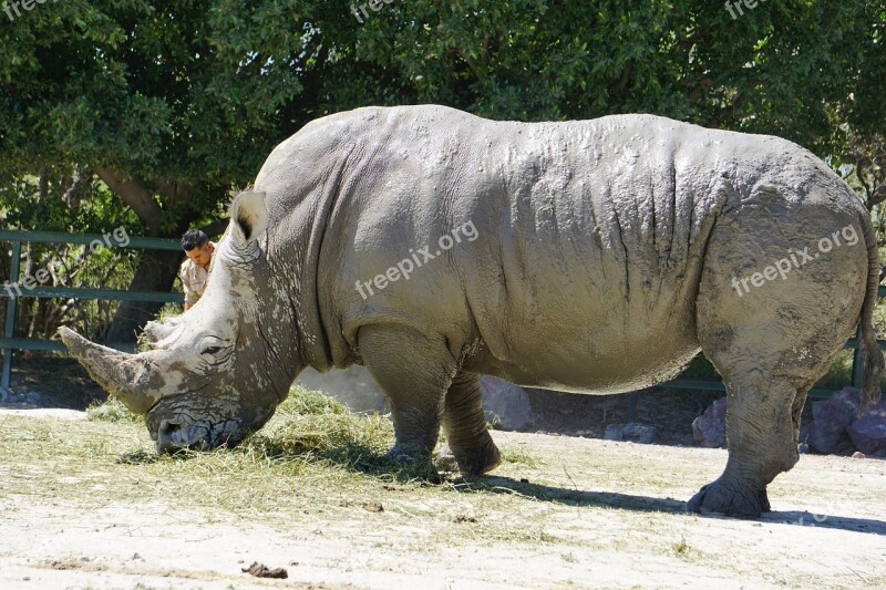 Rhinos Placental Mammals Black Rhino Africa Rhino