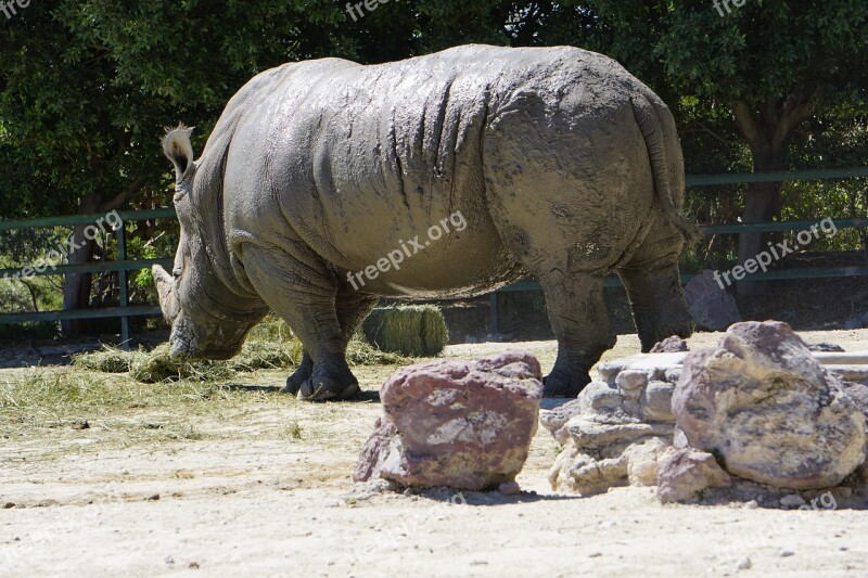 Rhinos Placental Mammals Black Rhino Africa Rhino