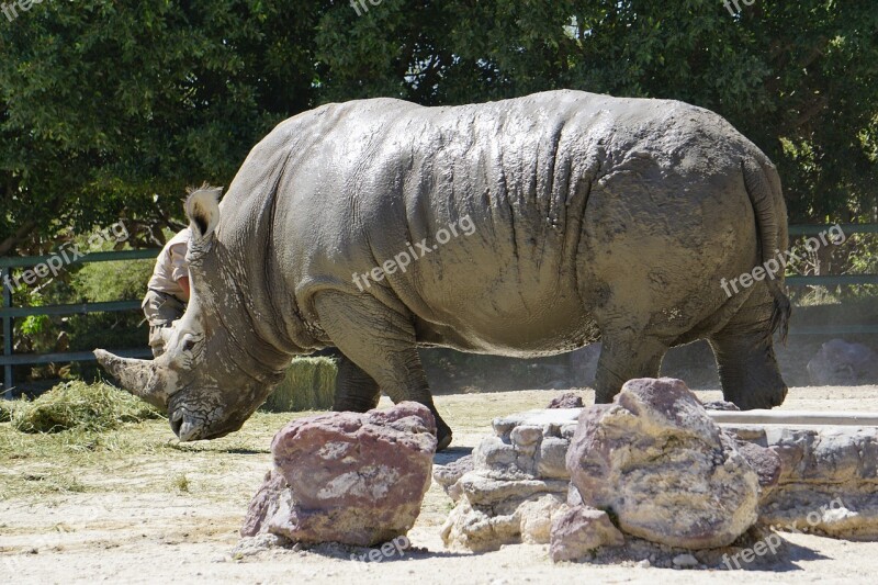 Rhinos Placental Mammals Black Rhino Africa Rhino