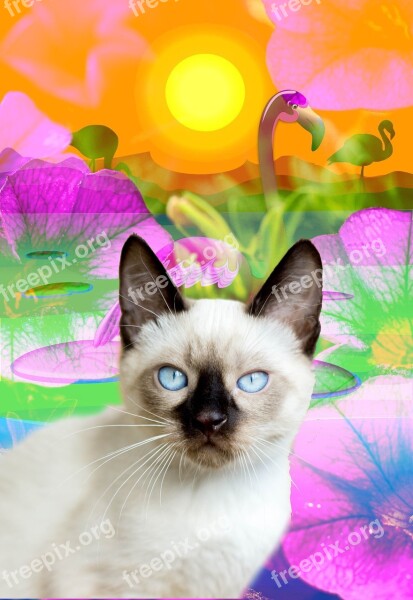 Siamese Cat Pink Flamingo Flowers Lily Pads Sun