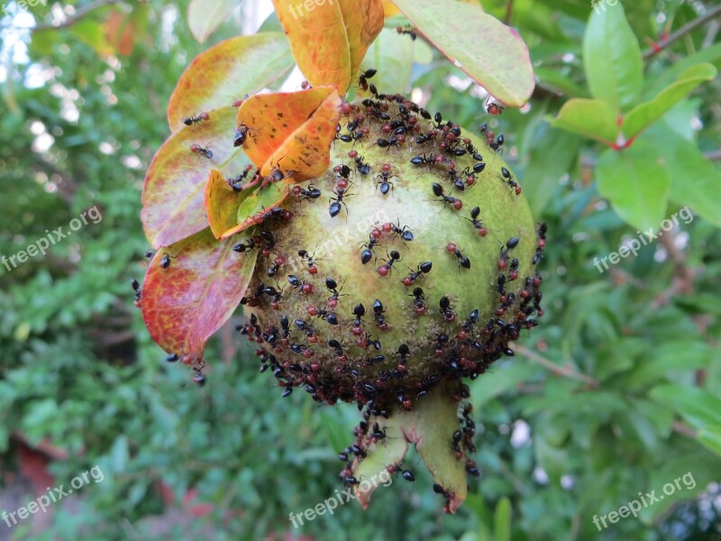 Fruit Green Ant Summer Agriculture