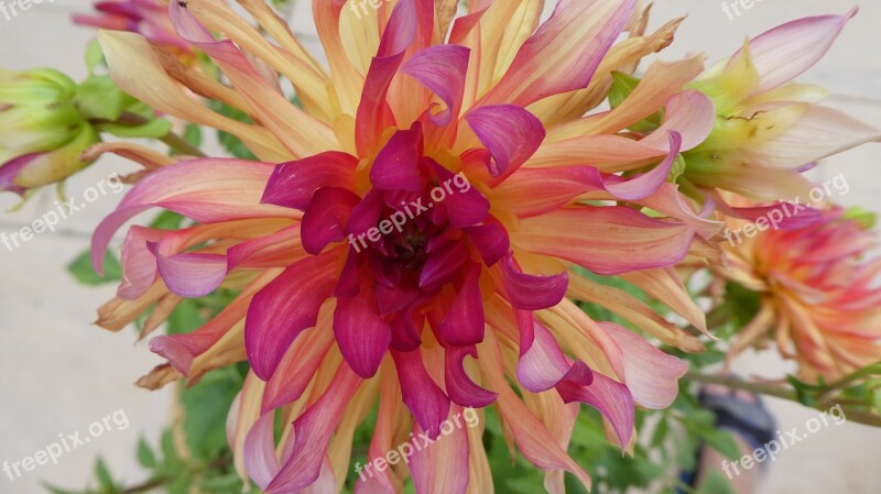 Dahlia Soft Pink Rays Nostalgia Free Photos