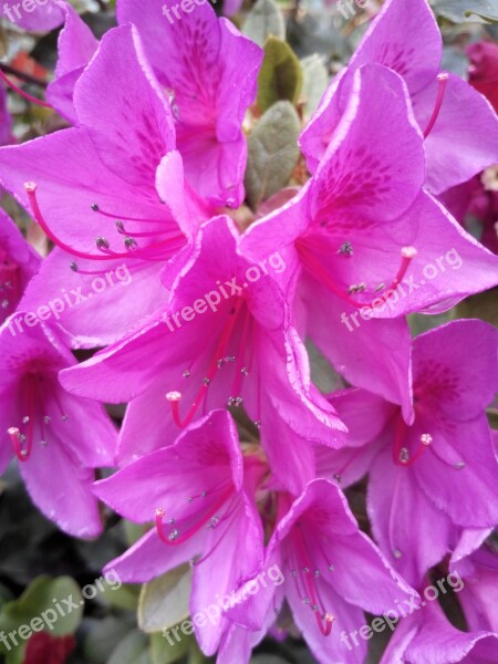 Flower Flowers Rosa Magenta Color