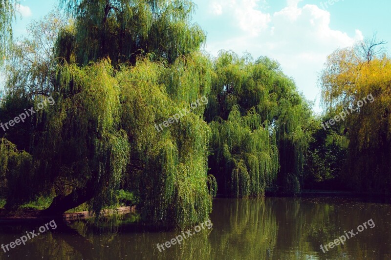 Pond Willow Water Park Tree