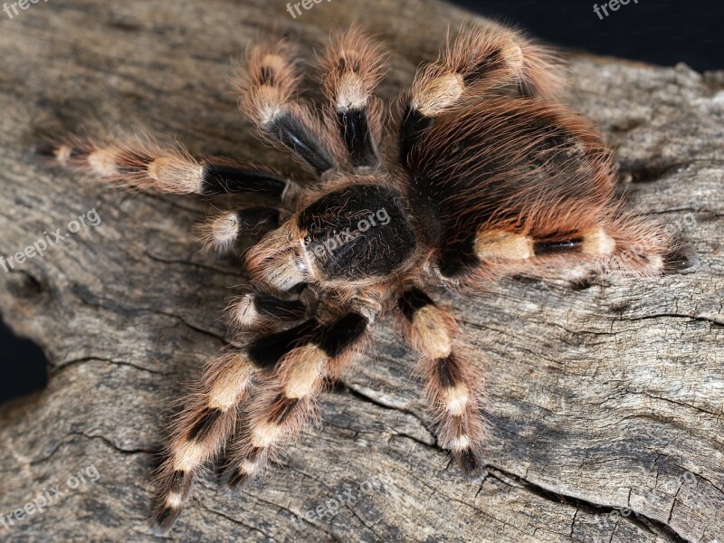 Tarantula Spider Dangerous Animal Arachnophobia