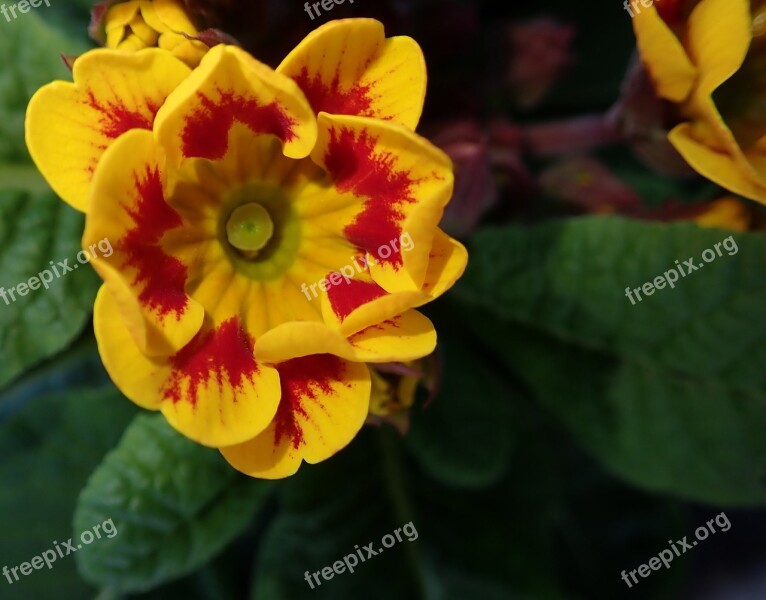 Primrose Flower Bright Garden Nature