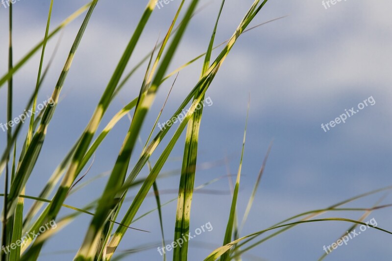 Zebra Grass Grasses Plant Nature Garden