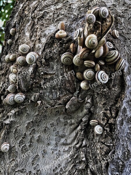 Snails Shelled Texture Tree Shell