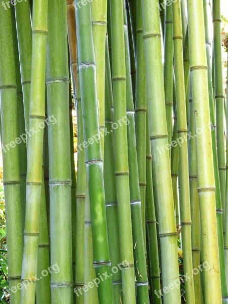 Plant Green Bamboo Cannes Garden