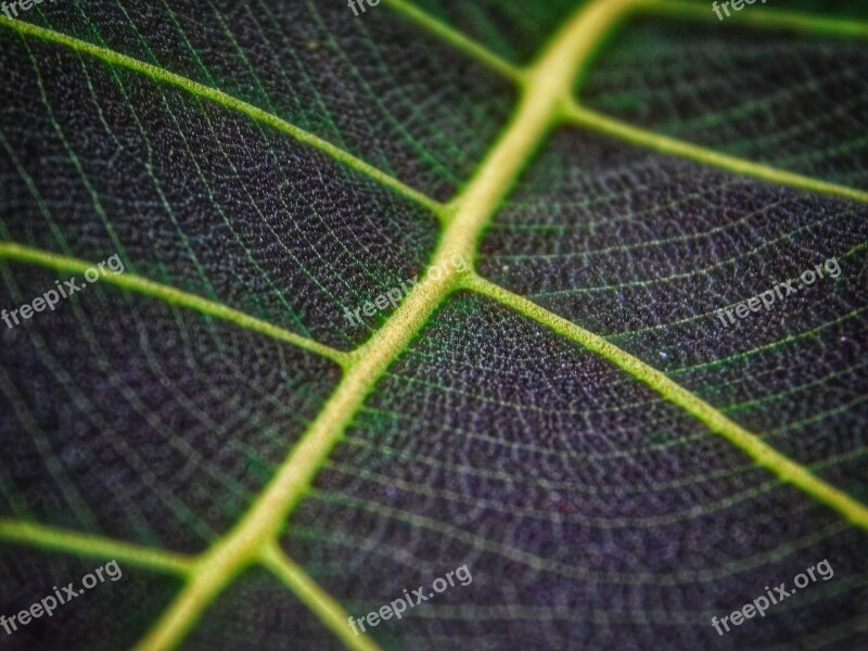 Leaf Green Macro Rainy Nature