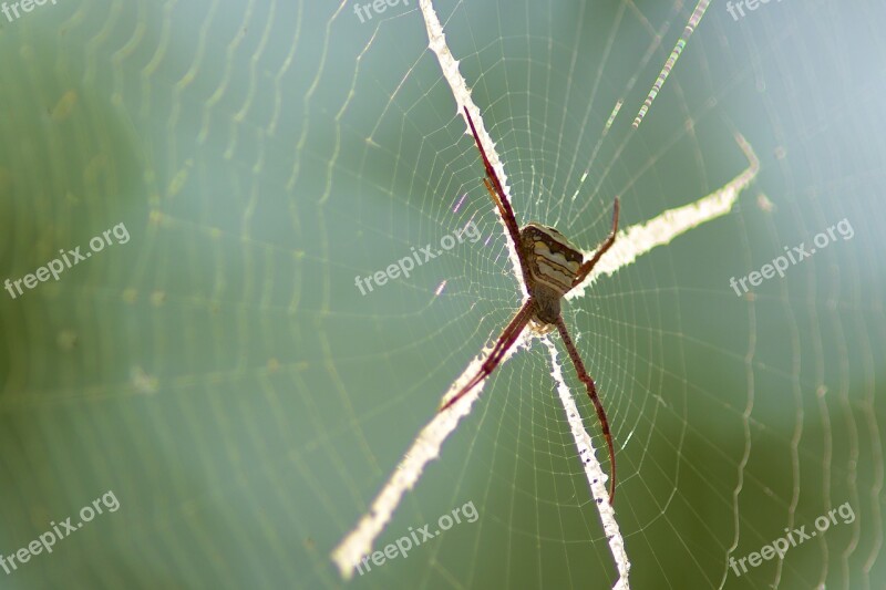 Spider The Spider Insects Macros Spider Webs