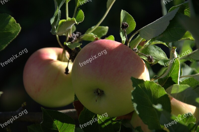 Apple Apple Tree Fruit Pome Fruit Eat