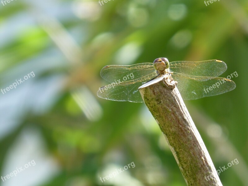 Dragonfly Water Maid Insect Summer Olive Tree