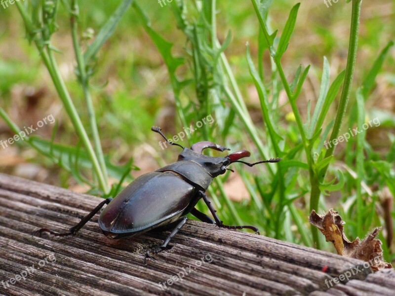 Stag Beetle Insect Wild Entomology Invertebrates