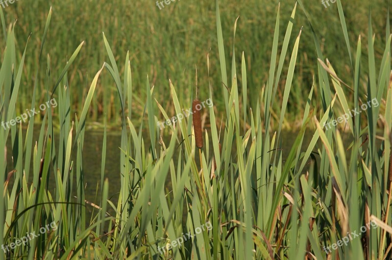 Typha Szerokolistna Water Polo Shuvar Lake