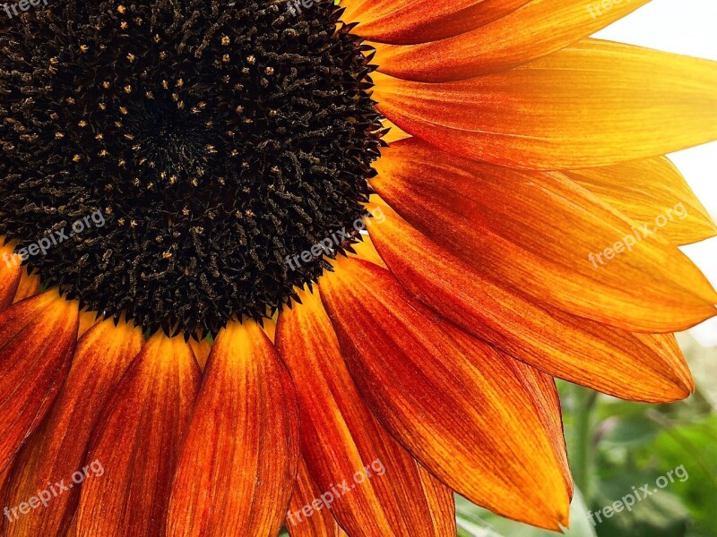 Sunflower Flower Helianthus Orange Red