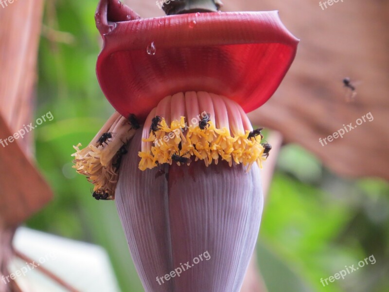 Banana Tree Banana Bananas Tropical Exotic