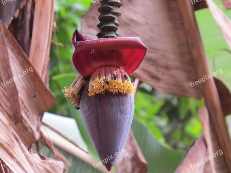 Navel Banana Tree Banana Vespa Fruit