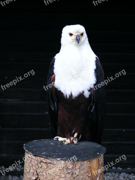 Adler Screaming Eagles Bird Birds Of Prey Show Raptor