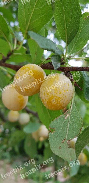 Yellow Plums Tree Mirabelle Plum Tree Green Leaves